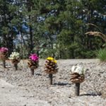 Pine cone blossom