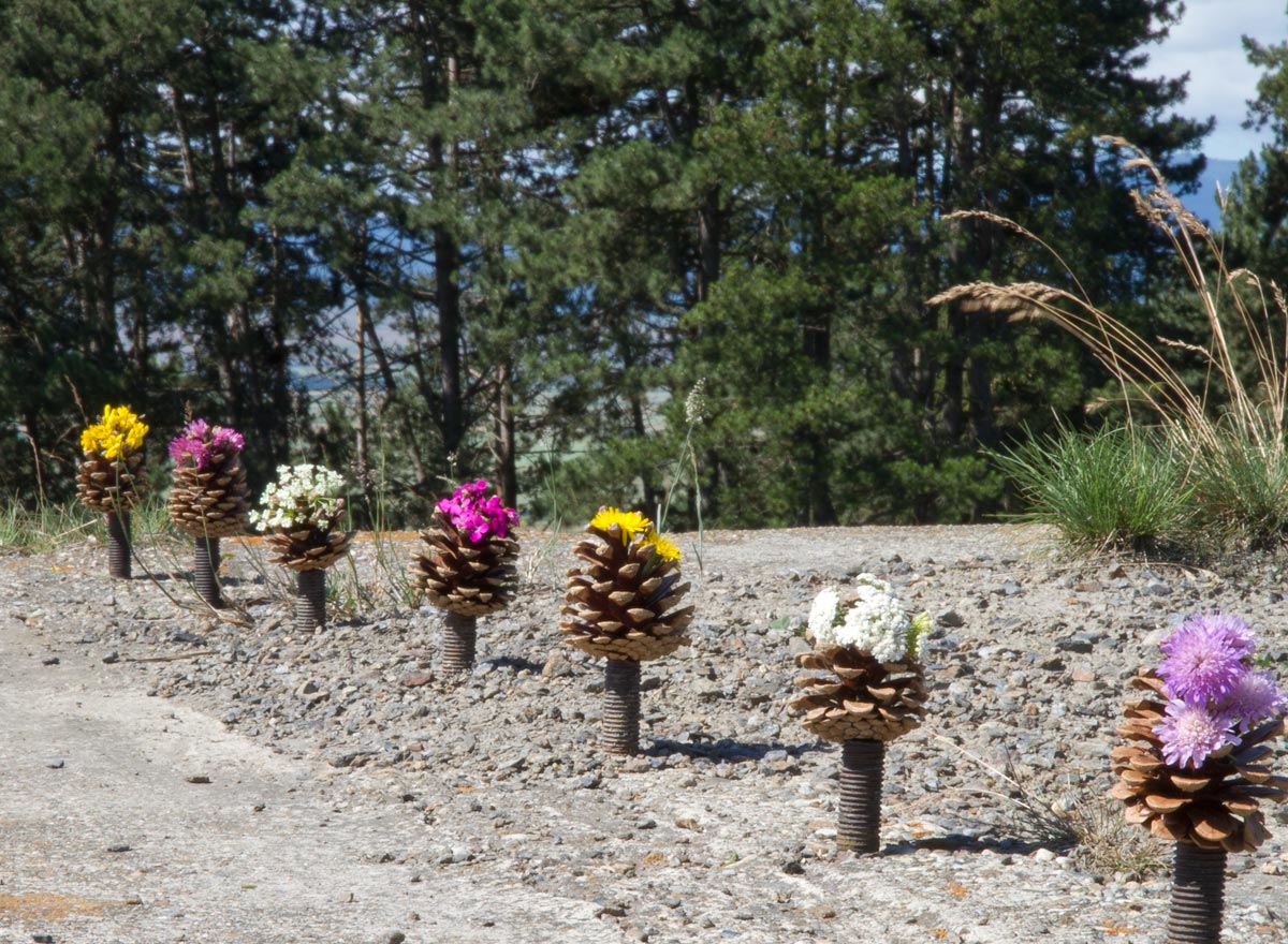 Pine cone blossom