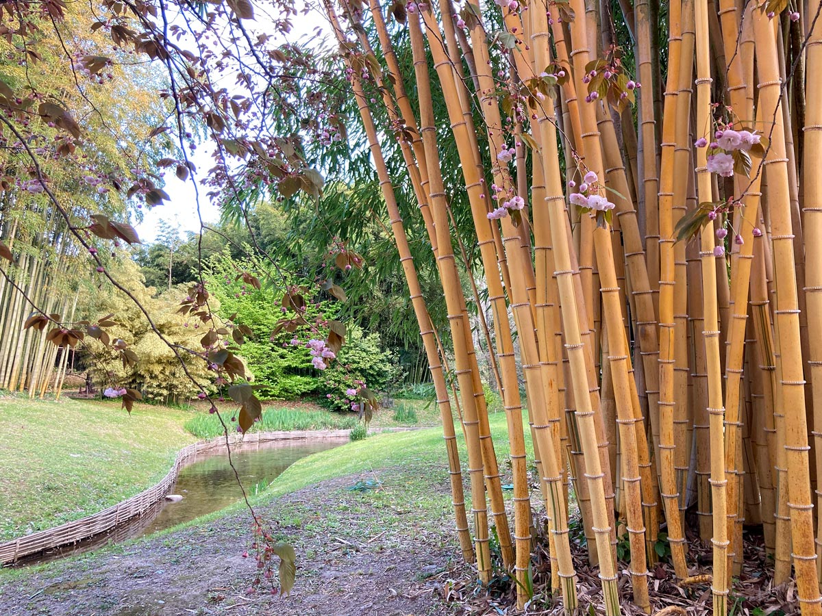 Bambou (Phyllostachys) Aureosulcata Aureocaulis – La Bambouseraie