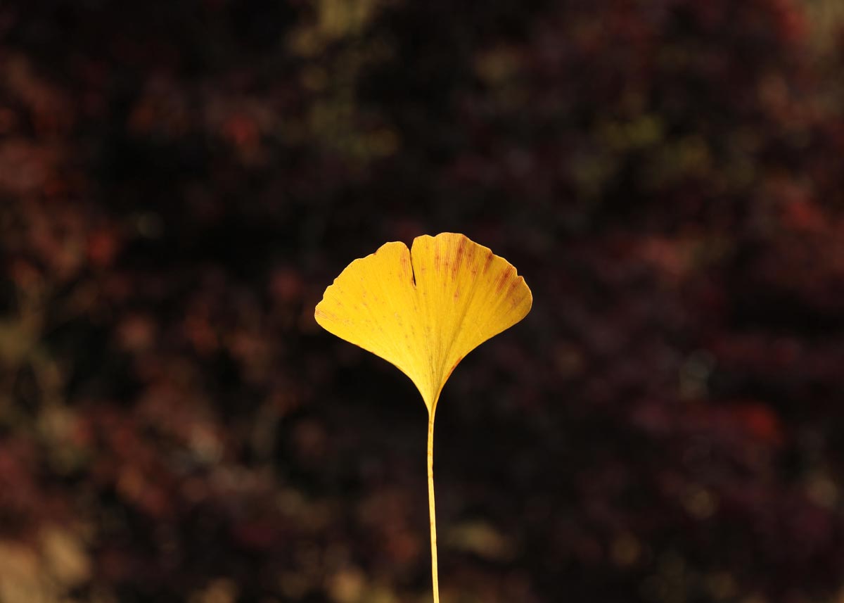 Nature Art Autumn Workshop, Corée du Sud © les Fujak 2022